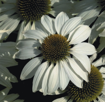 Picture of Echinacea - Primadonna White